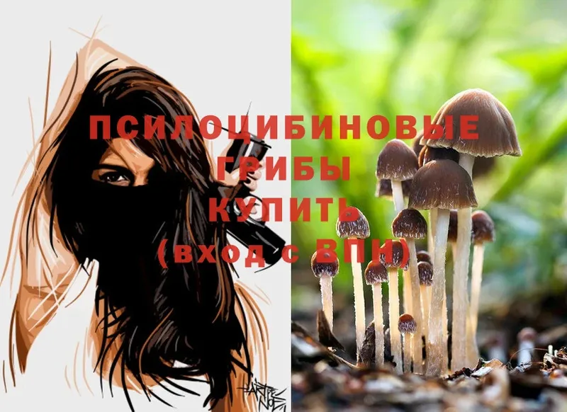 Псилоцибиновые грибы Psilocybe  блэк спрут как зайти  Вольск  продажа наркотиков 